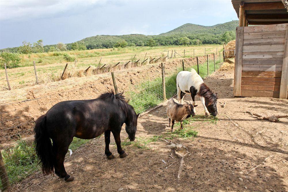 Agriturismo Da Lorena Marsiliana Buitenkant foto